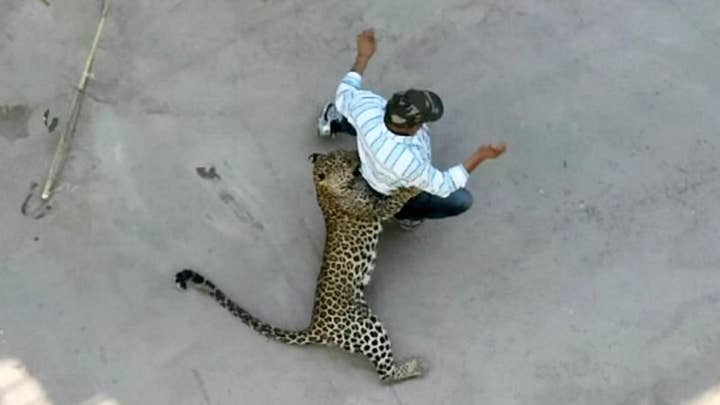 WILD video: Leopard attacks residents in Indian city