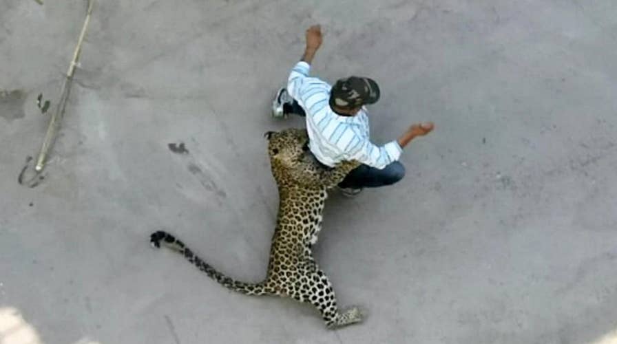 WILD video: Leopard attacks residents in Indian city
