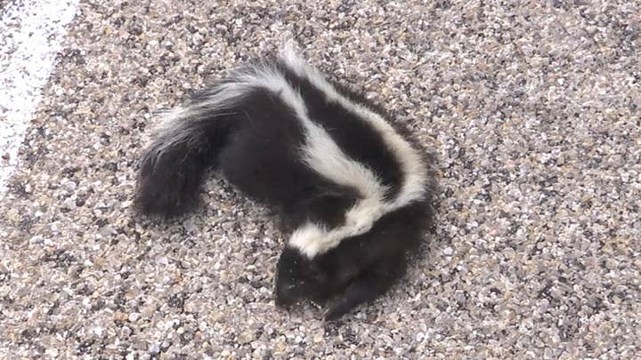 Skunks invade small New Mexico town