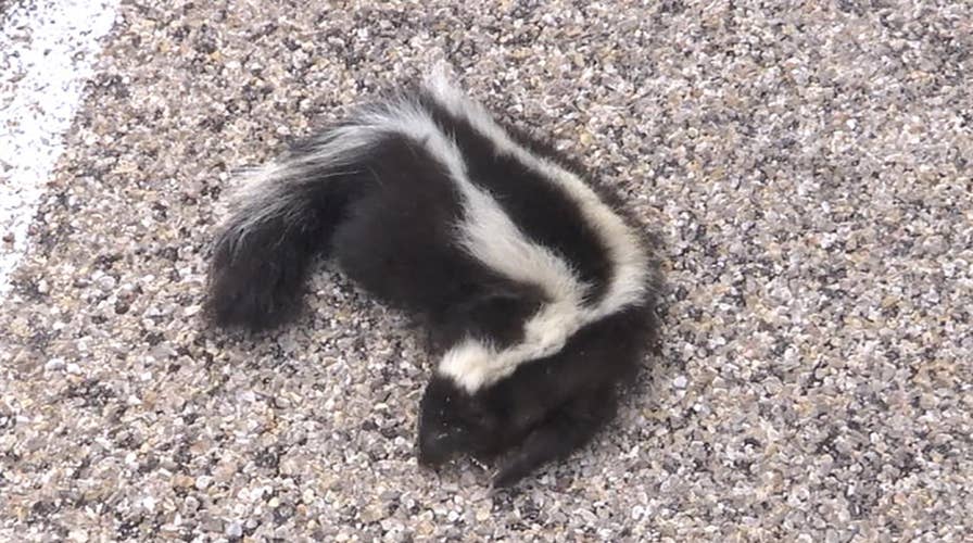 Skunks invade small New Mexico town