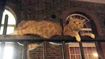 Miracle cat survives after being impaled on two metal fence posts