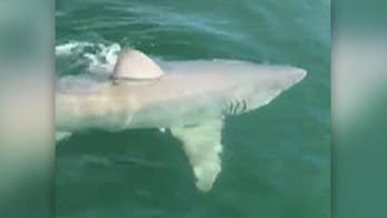 Florida fishermen have close encounter with great white shark