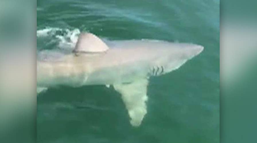 Fishermen encounter huge great white shark off Florida coast