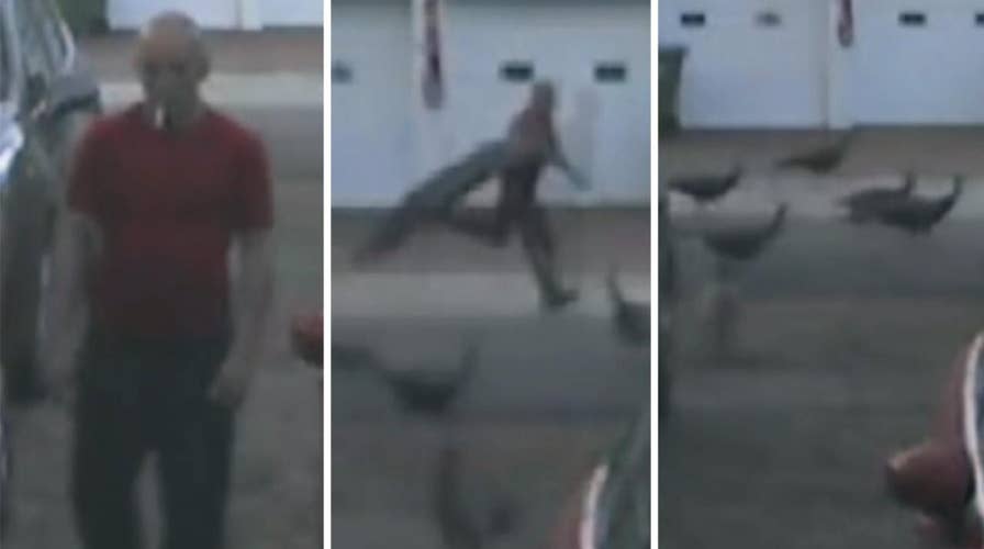 Angry birds chase man stealing peacock from Florida home