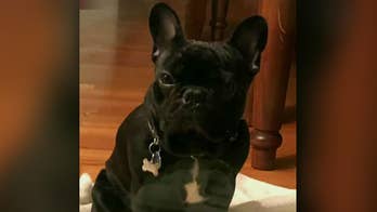 Democratic New York lawmaker to introduce bill to protect pets flying on airplanes