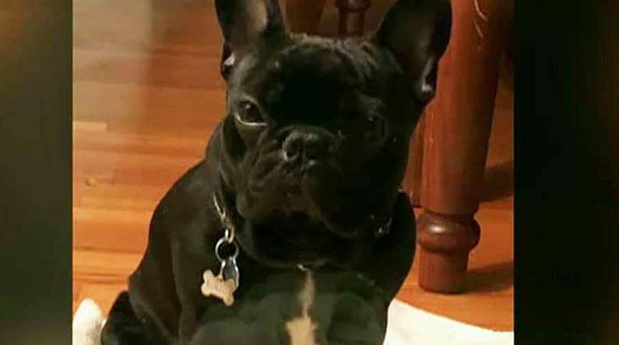 How to keep your pet safe while flying