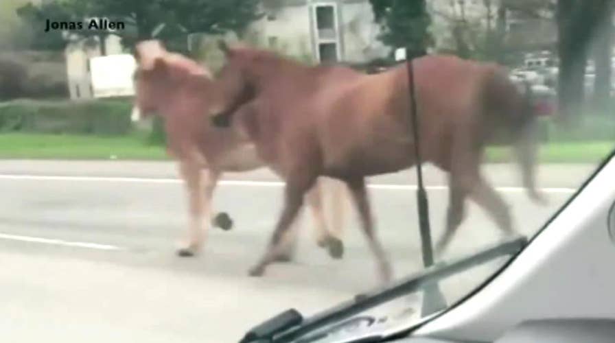 Herd of runaway horses snarls traffic on Georgia highway