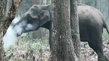 Smoke-breathing elephant caught on camera
