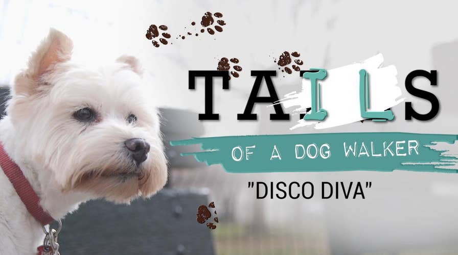 Tails of a Dog Walker: Meet Aretha the disco diva