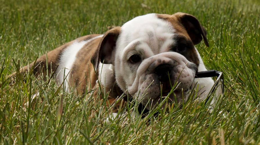 Meet the Marine Corps' new mascot: Recruit Chesty XV