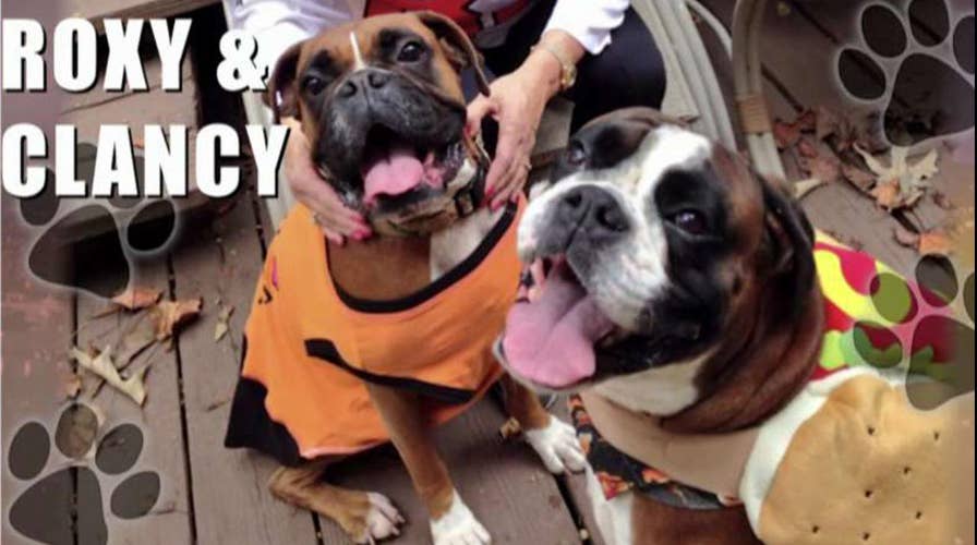 'Fox News @ Night' celebrates national puppy day