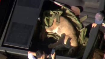 Mountain lion caught after roaming Southern California neighborhood