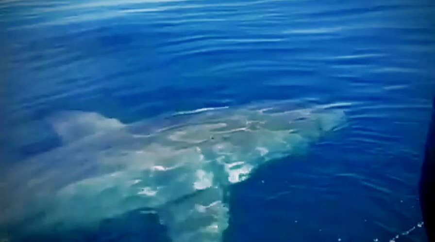 Great white shark spotted off the coast of Florida