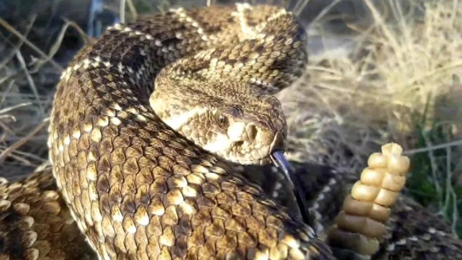 Oklahoma man captures 6 foot rattlesnake  before suffering 