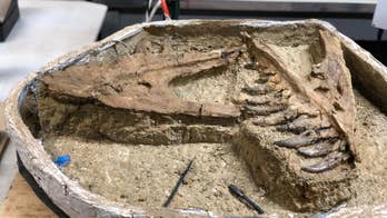Stunning dinosaur discovery: Experts may have unearthed a baby Tyrannosaur fossil in Montana