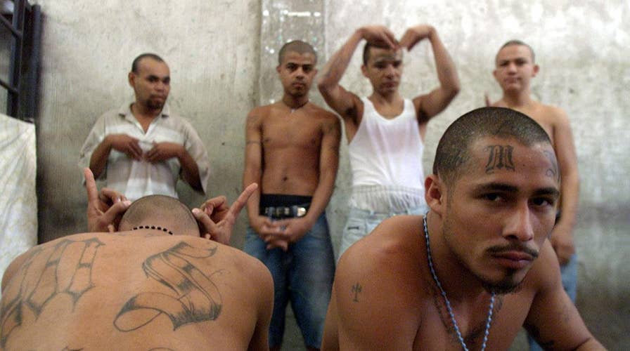 MS13 gang finding sanctuary in liberal states