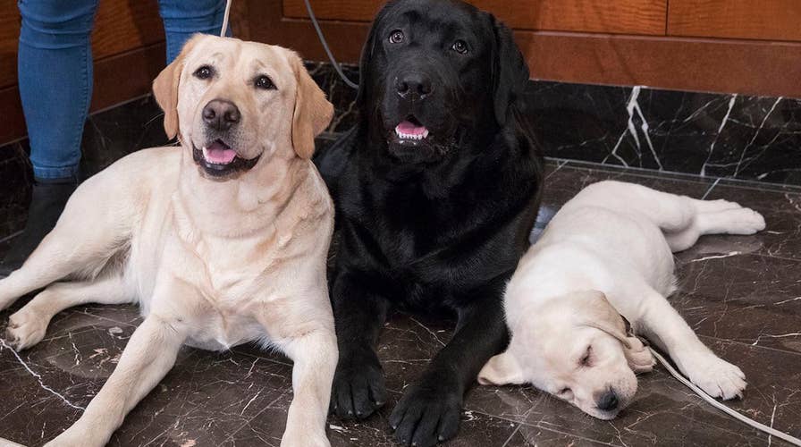 America's favorite dog breed is...