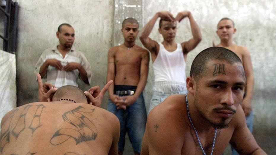 MS13 gang finding sanctuary in liberal states
