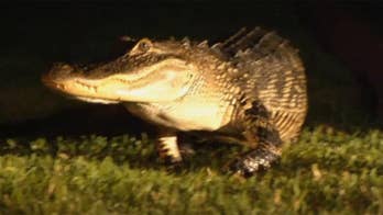 7-foot alligator, who mistakenly thinks it's 'mating season,' caught roaming around Tampa home