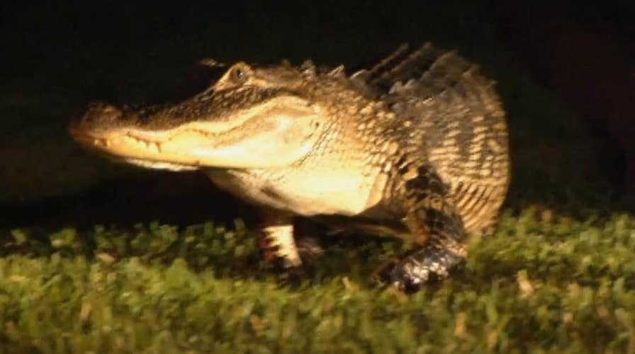 Noisy gator crawling around New Tampa neighborhood trapped