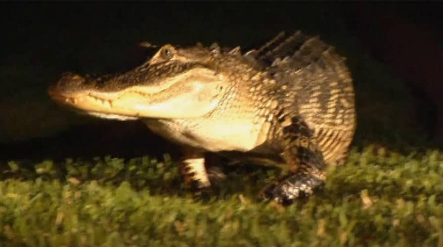 Noisy gator crawling around New Tampa neighborhood trapped