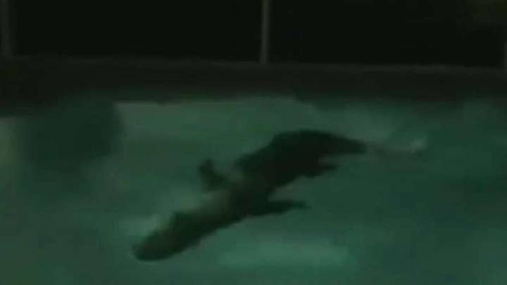 Alligator takes a midnight swim in Florida pool