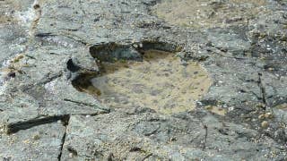 Rare dinosaur footprints found in Scotland - Fox News