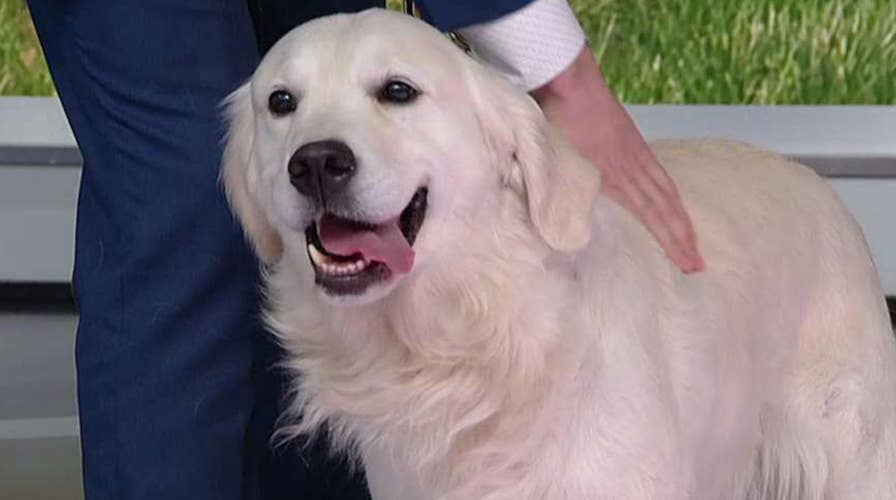 America's most popular dog breeds revealed