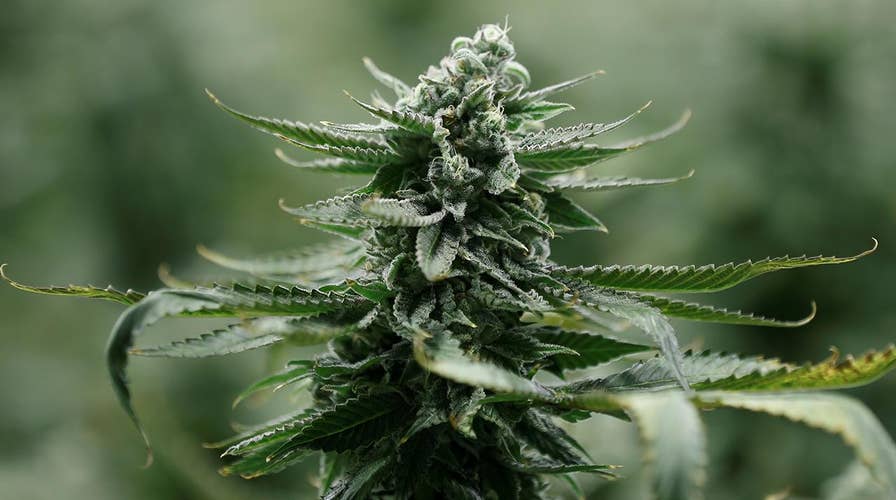 Power problem with pot plants high electric bill