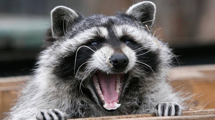 'Zombie' raccoons are terrifying Ohio residents