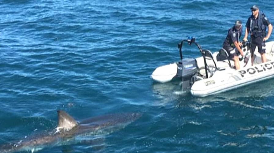 Australian police officers encounter giant great white shark