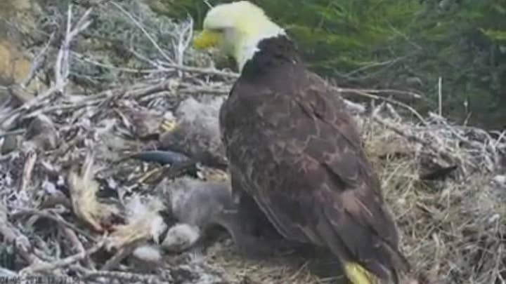 California earthquake rattles eagle nest