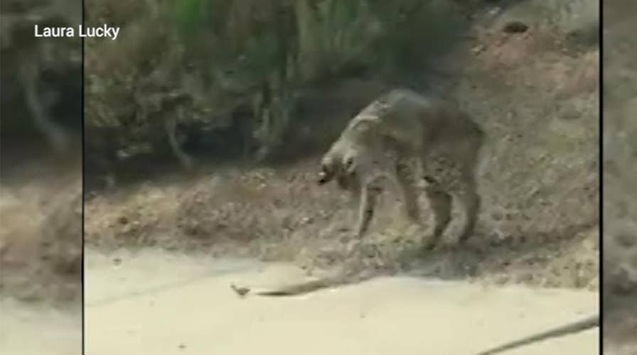 WILD video: Fierce battle between a bobcat and rattlesnake