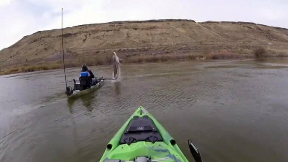 Two Idaho men catch 'monster' sturgeon while kayak fishing Fox News