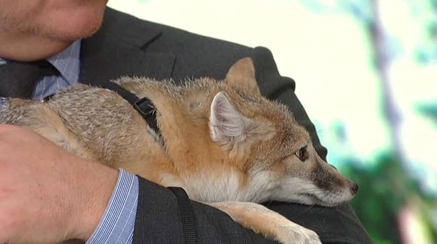 The Columbus Zoo visits 'Fox & Friends'