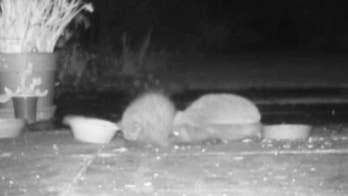 'Hedgehog wars!' Cranky creatures caught on camera battling for 'food and females' after hibernation