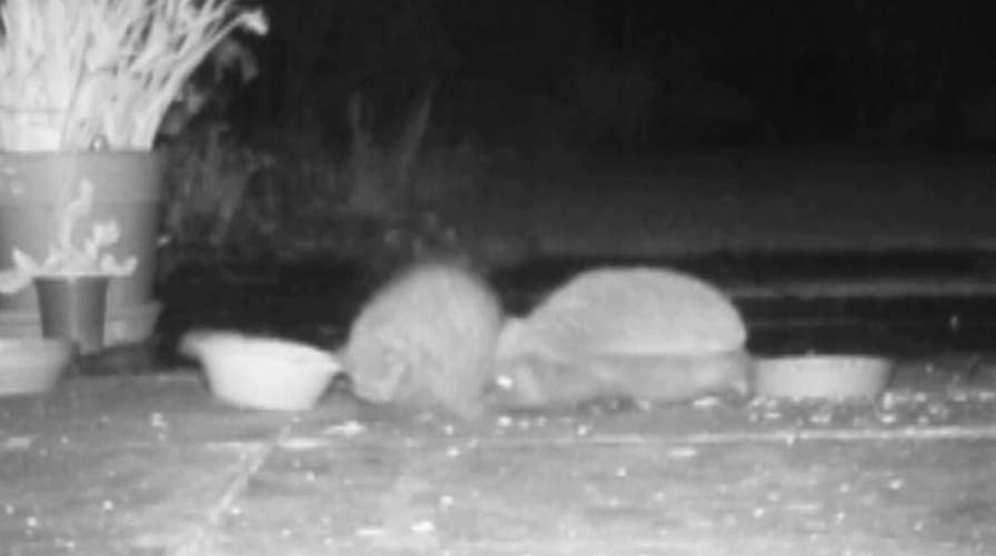 Hedgehogs fight after waking up from hibernation in England