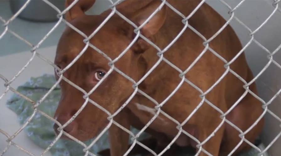 Pit bulls terrorize Florida community