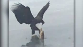 Minnesota woman films bald eagle plucking fish out of frozen pond