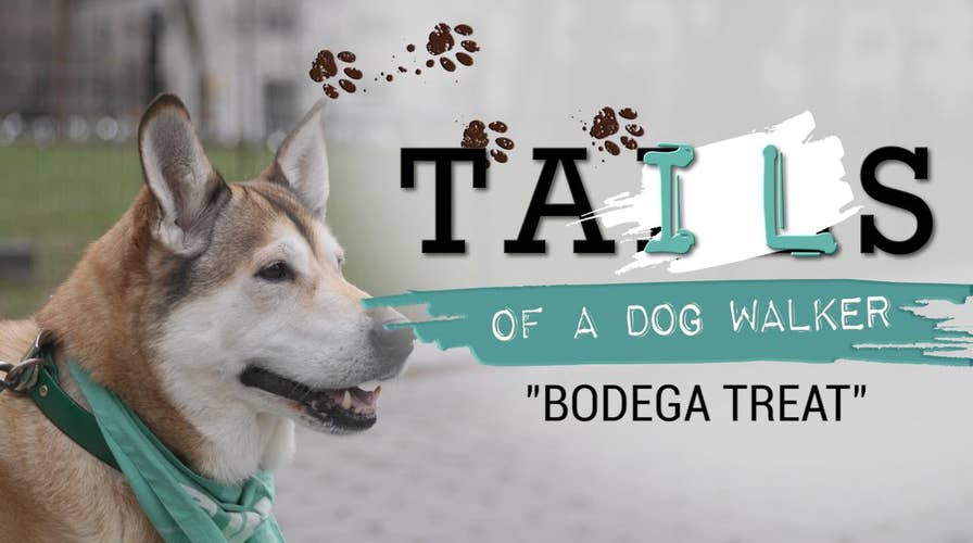 Tails of a Dog Walker: Biscuit wants a treat