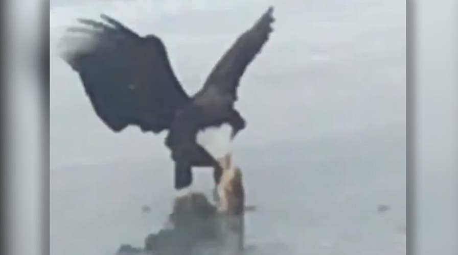 Nice catch! Bald eagle appears to pull fish from frozen pond