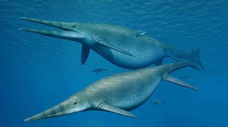 Massive 205-million-year-old ichthyosaur fossil discovered, 'one of the  largest animals ever' | Fox News
