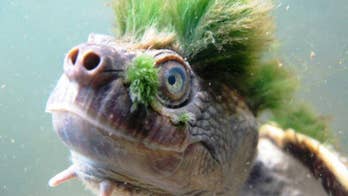 The next Ninja Turtle? Green-haired turtle with unique ability added to endangered species list