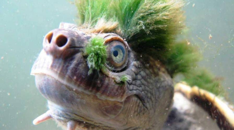 The next Ninja Turtle? Green-haired turtle added to endangered species list