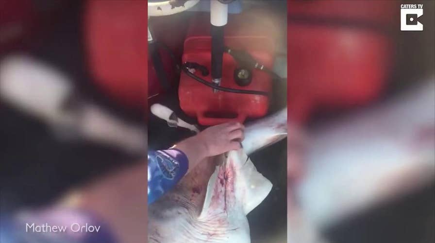 Shark video: Man cuts open and rescues 98 baby sharks