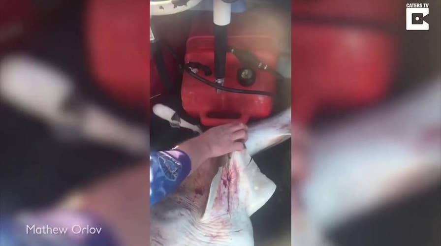 Shark video: Man cuts open and rescues 98 baby sharks