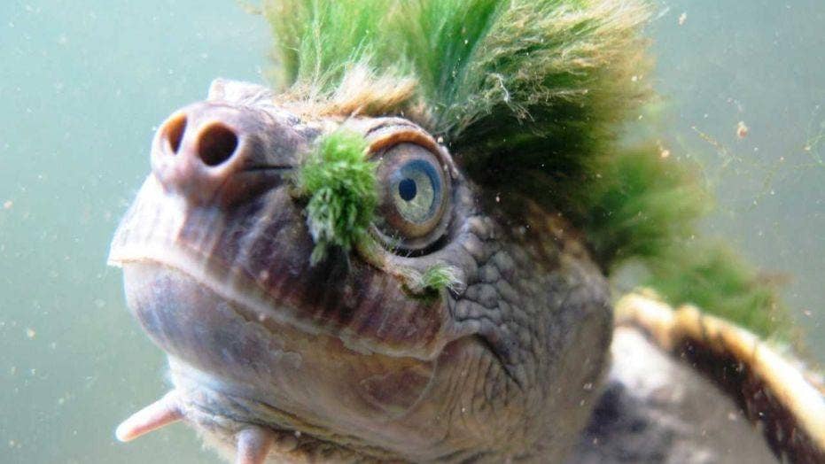 The Next Ninja Turtle Green Haired Turtle With Unique Ability