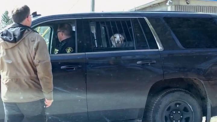 Hilarious: A ‘bad’ dog was detained in cop car after chasing a deer