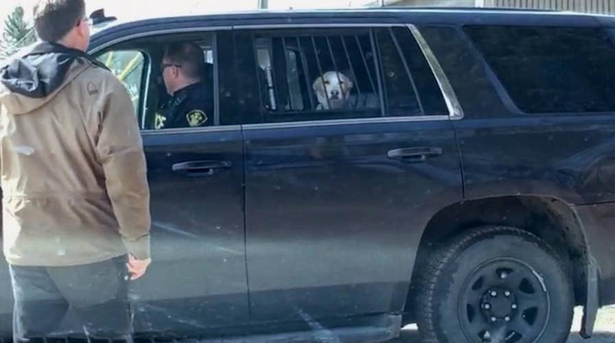 Hilarious: A ‘bad’ dog was detained in cop car after chasing a deer