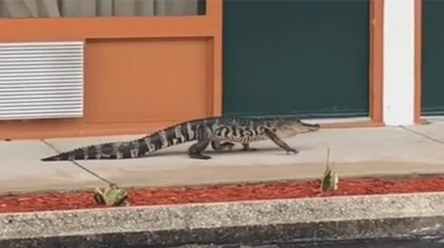 Gator casually strolls around Florida motel